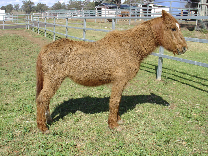 Equine Cushing's Disease, PPID - Dr. Emiliano Espinar Veterinary Surgeon