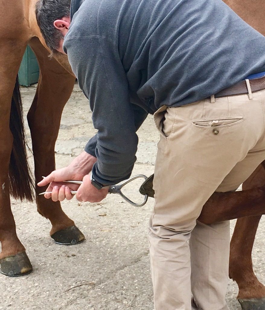 Emiliano Espinar, veterinary surgeon, checking a horse's hoof with hoof testers.